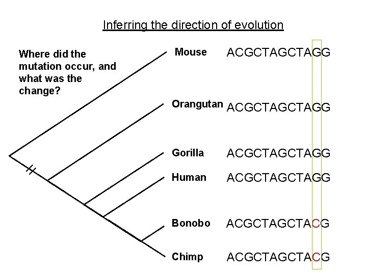 Inferring the direction of evolution Where did the mutation occur, and what was the