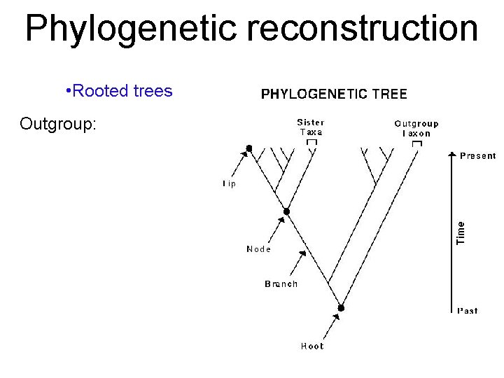 Phylogenetic reconstruction • Rooted trees Outgroup: 