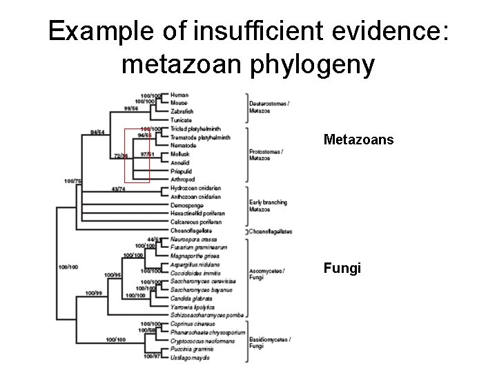 Example of insufficient evidence: metazoan phylogeny Metazoans Fungi 