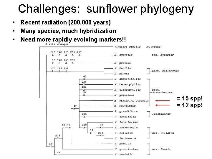 Challenges: sunflower phylogeny • Recent radiation (200, 000 years) • Many species, much hybridization