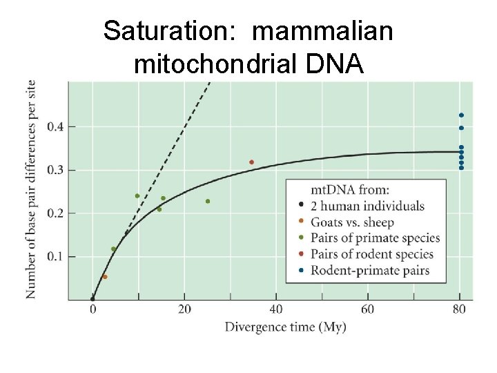 Saturation: mammalian mitochondrial DNA 