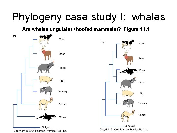 Phylogeny case study I: whales Are whales ungulates (hoofed mammals)? Figure 14. 4 