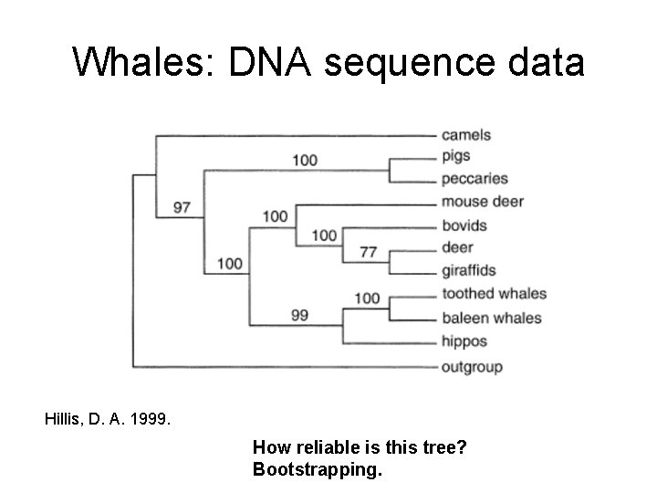 Whales: DNA sequence data Hillis, D. A. 1999. How reliable is this tree? Bootstrapping.