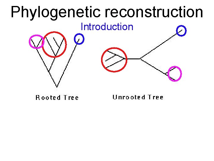 Phylogenetic reconstruction Introduction 