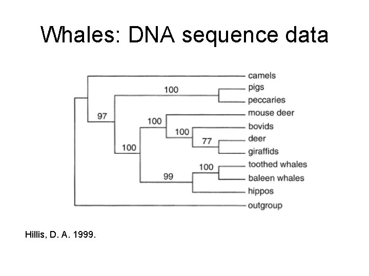 Whales: DNA sequence data Hillis, D. A. 1999. 