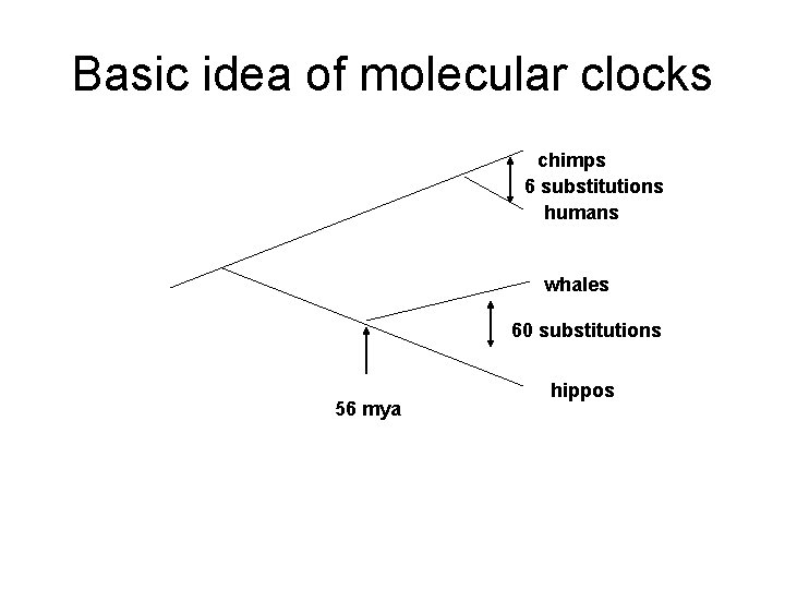 Basic idea of molecular clocks chimps 6 substitutions humans whales 60 substitutions 56 mya