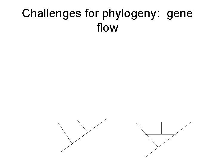 Challenges for phylogeny: gene flow 