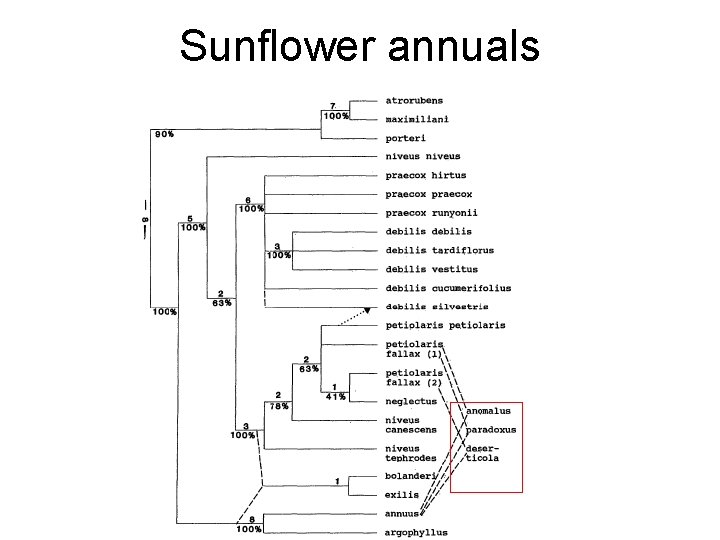 Sunflower annuals 