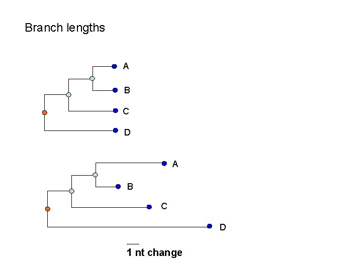 Branch lengths A B C D 1 nt change 