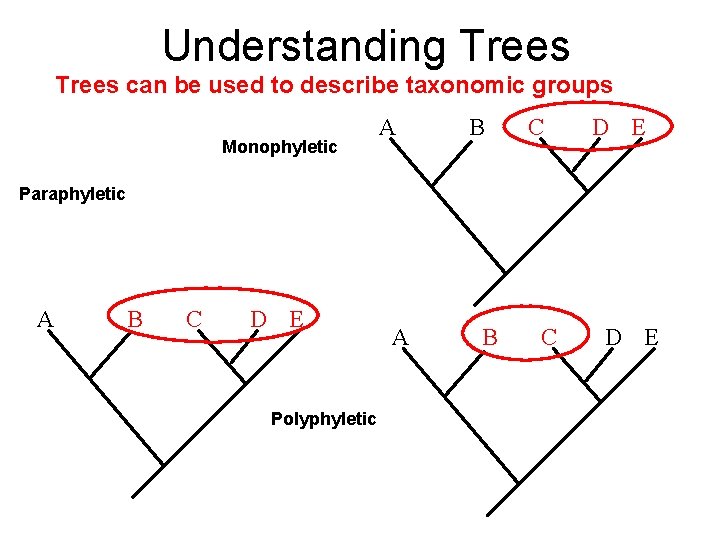 Understanding Trees can be used to describe taxonomic groups Monophyletic A B C D