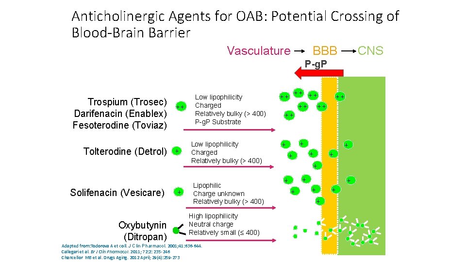 Anticholinergic Agents for OAB: Potential Crossing of Blood-Brain Barrier BBB Vasculature CNS P-g. P