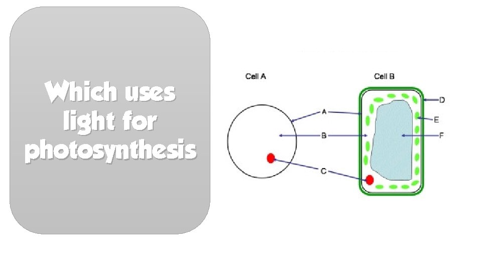 Which uses light for photosynthesis 