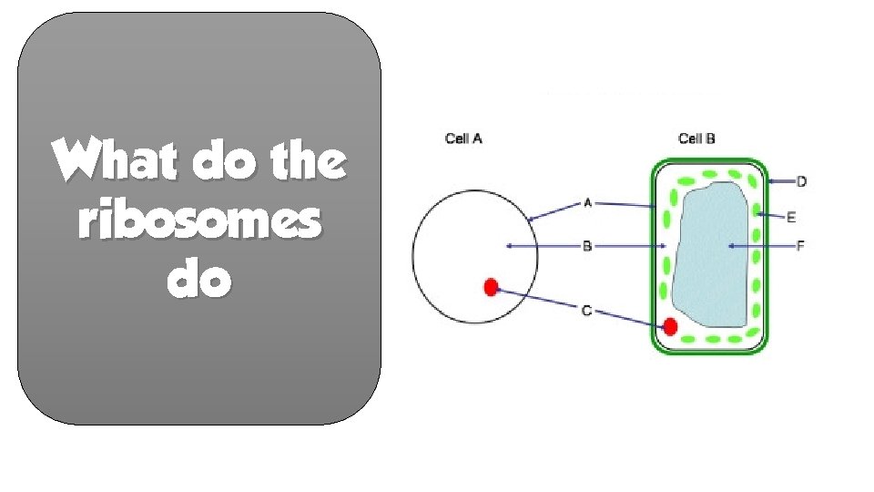 What do the ribosomes do 