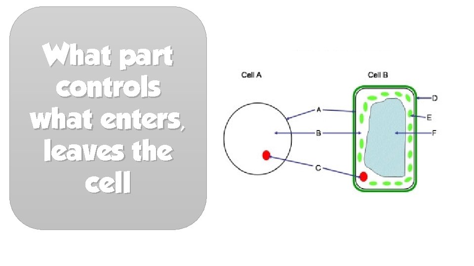 What part controls what enters, leaves the cell 