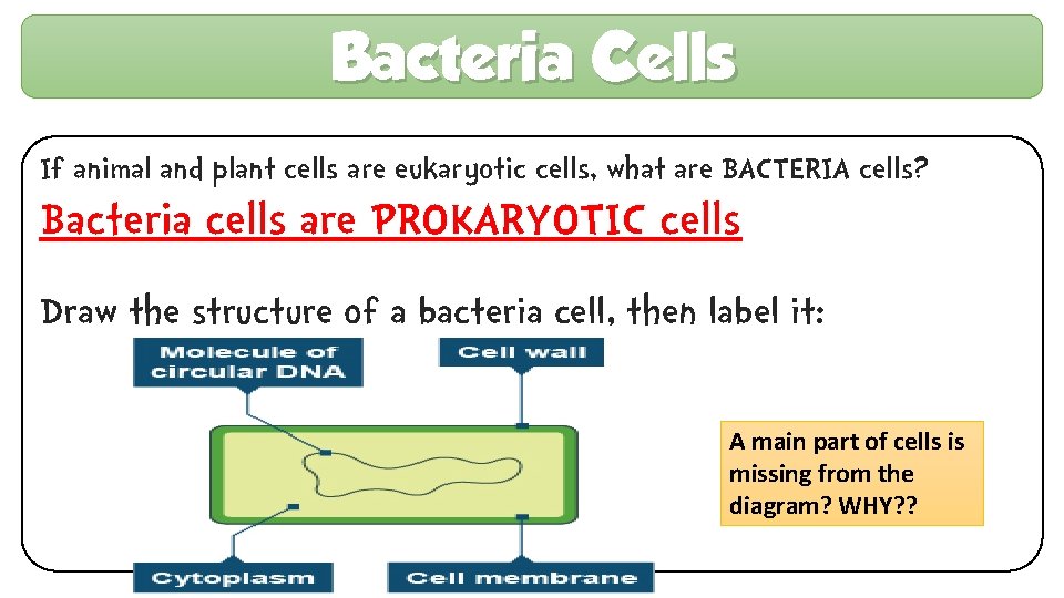 Bacteria Cells If animal and plant cells are eukaryotic cells, what are BACTERIA cells?