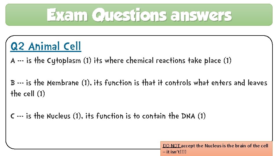 Exam Questions answers Q 2 Animal Cell A --- is the Cytoplasm (1) its