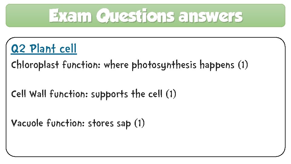 Exam Questions answers Q 2 Plant cell Chloroplast function: where photosynthesis happens (1) Cell