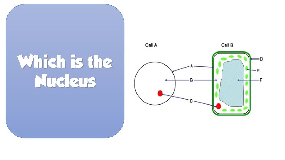 Which is the Nucleus 