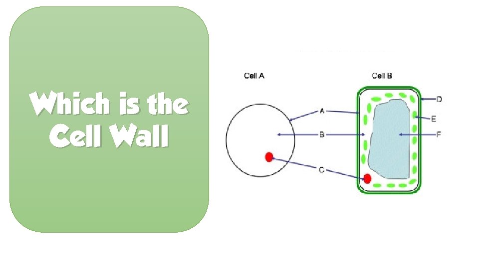 Which is the Cell Wall 