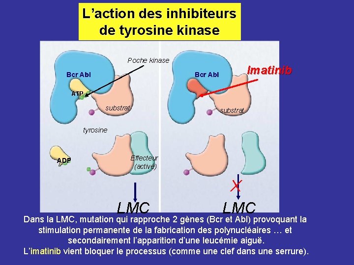 L’action des inhibiteurs de tyrosine kinase Poche kinase Bcr Abl Imatinib Bcr Abl ATP