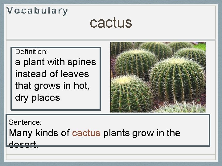 cactus Definition: a plant with spines instead of leaves that grows in hot, dry