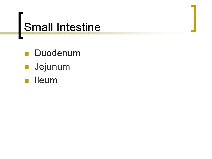 Small Intestine n n n Duodenum Jejunum Ileum 