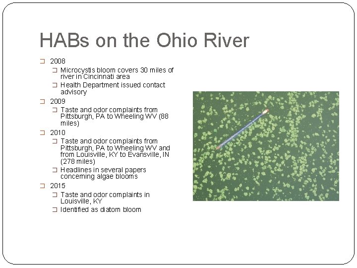 HABs on the Ohio River � 2008 � Microcystis bloom covers 30 miles of