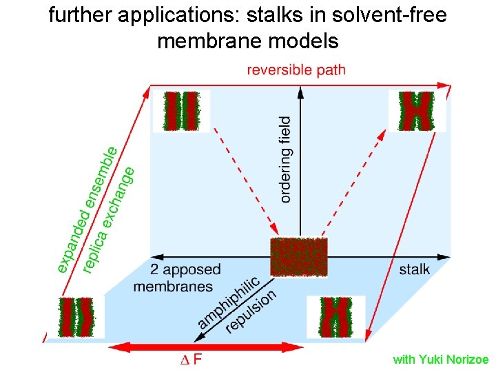 further applications: stalks in solvent-free membrane models with Yuki Norizoe 