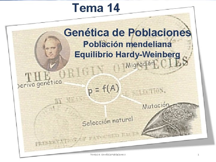 Tema 14 Genética de Poblaciones Población mendeliana Equilibrio Hardy-Weinberg Dr. Antonio Barbadilla Tema 14: