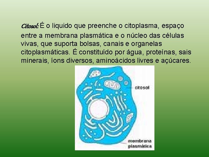 Citosol: É o liquido que preenche o citoplasma, espaço entre a membrana plasmática e Citosol: É o liquido que preenche o citoplasma, espaço entre a membrana plasmática e
