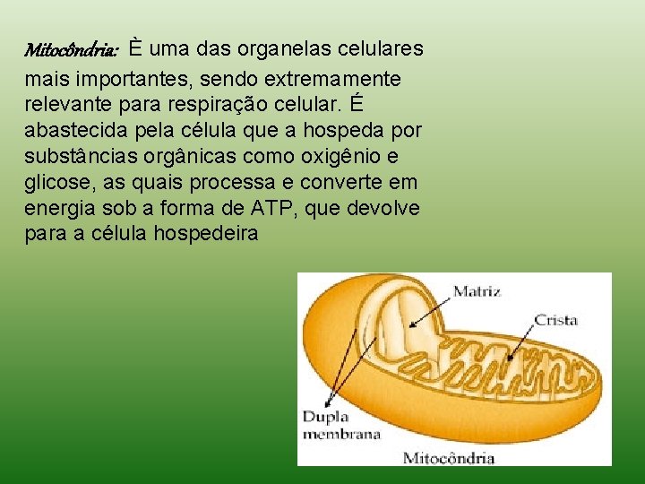 Mitocôndria: È uma das organelas celulares mais importantes, sendo extremamente relevante para respiração celular. Mitocôndria: È uma das organelas celulares mais importantes, sendo extremamente relevante para respiração celular.