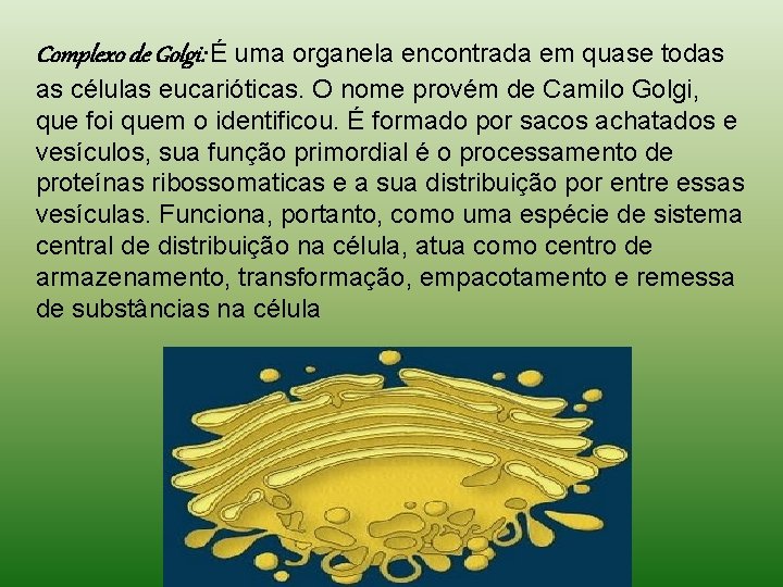 Complexo de Golgi: É uma organela encontrada em quase todas as células eucarióticas. O Complexo de Golgi: É uma organela encontrada em quase todas as células eucarióticas. O