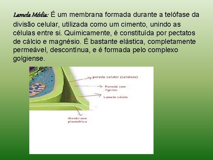 Lamela Média: É um membrana formada durante a telófase da divisão celular, utilizada como Lamela Média: É um membrana formada durante a telófase da divisão celular, utilizada como