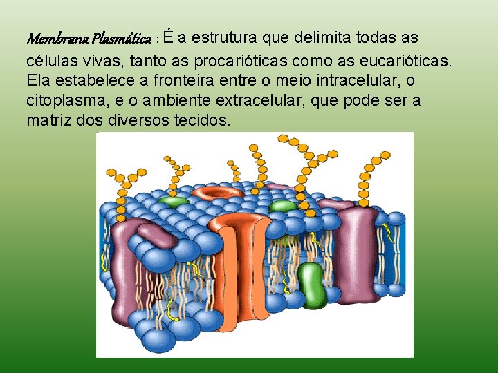 Membrana Plasmática : É a estrutura que delimita todas as células vivas, tanto as Membrana Plasmática : É a estrutura que delimita todas as células vivas, tanto as