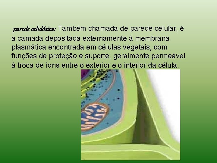 parede celulósica: Também chamada de parede celular, é a camada depositada externamente à membrana parede celulósica: Também chamada de parede celular, é a camada depositada externamente à membrana