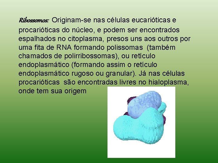 Ribossomos: Originam-se nas células eucarióticas e procarióticas do núcleo, e podem ser encontrados espalhados Ribossomos: Originam-se nas células eucarióticas e procarióticas do núcleo, e podem ser encontrados espalhados