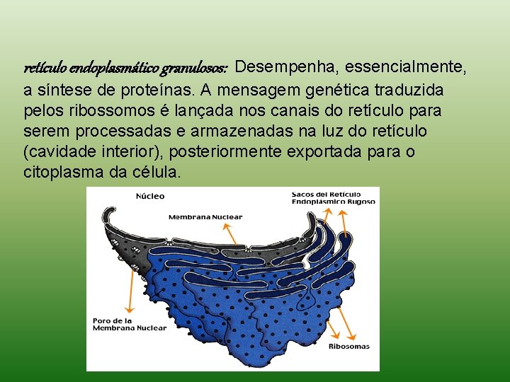 retículo endoplasmático granulosos: Desempenha, essencialmente, a síntese de proteínas. A mensagem genética traduzida pelos retículo endoplasmático granulosos: Desempenha, essencialmente, a síntese de proteínas. A mensagem genética traduzida pelos