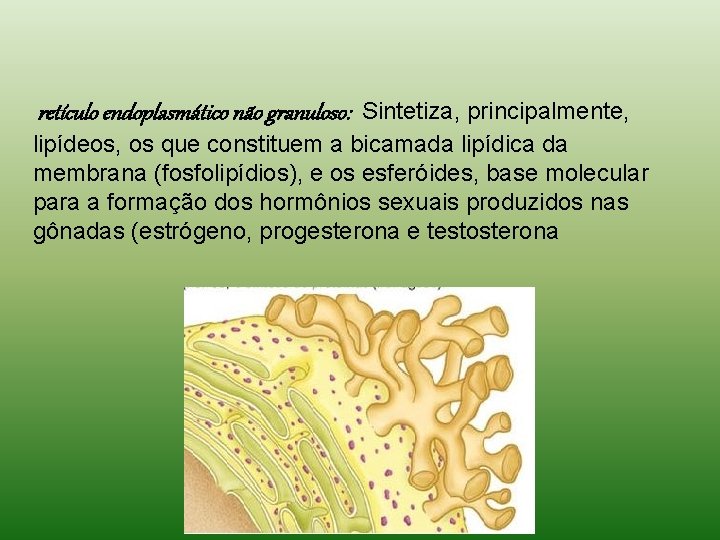 retículo endoplasmático não granuloso: Sintetiza, principalmente, lipídeos, os que constituem a bicamada lipídica da retículo endoplasmático não granuloso: Sintetiza, principalmente, lipídeos, os que constituem a bicamada lipídica da