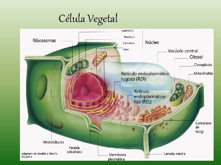 Célula Vegetal Célula Vegetal