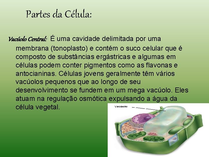 Partes da Célula: Vacúolo Central: É uma cavidade delimitada por uma membrana (tonoplasto) e Partes da Célula: Vacúolo Central: É uma cavidade delimitada por uma membrana (tonoplasto) e