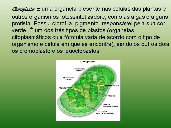Cloroplasto: È uma organela presente nas células das plantas e outros organismos fotossintetizadore, como Cloroplasto: È uma organela presente nas células das plantas e outros organismos fotossintetizadore, como