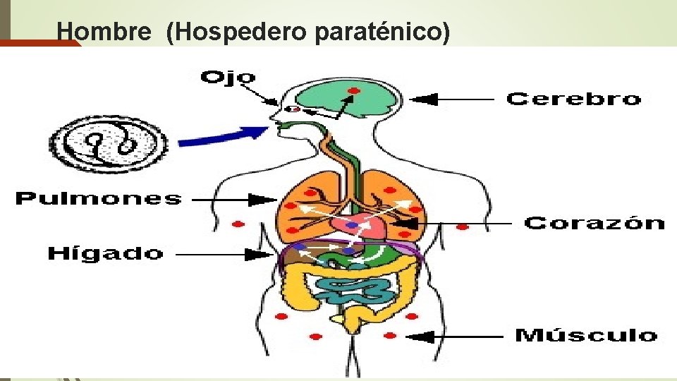 Hombre (Hospedero paraténico) 