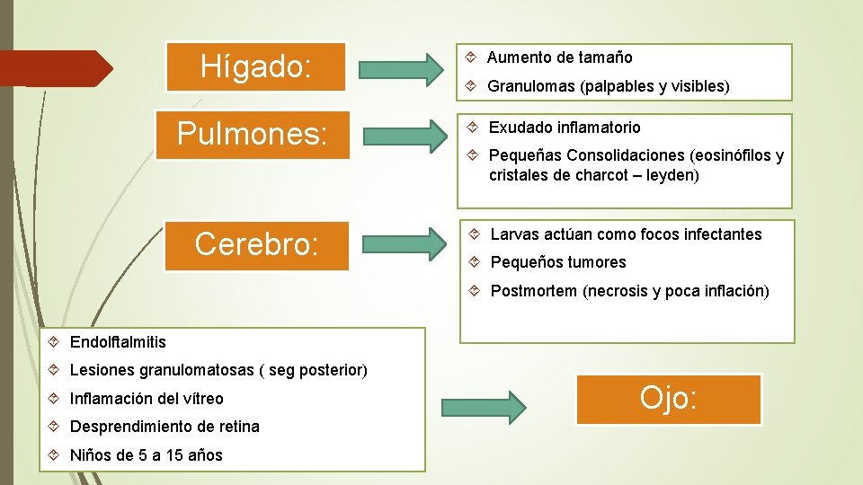 Hígado: Pulmones: Cerebro: Aumento de tamaño Granulomas (palpables y visibles) Exudado inflamatorio Pequeñas Consolidaciones