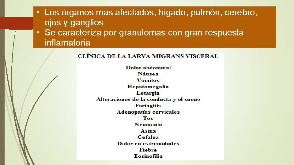  • Los órganos mas afectados, hígado, pulmón, cerebro, ojos y ganglios • Se