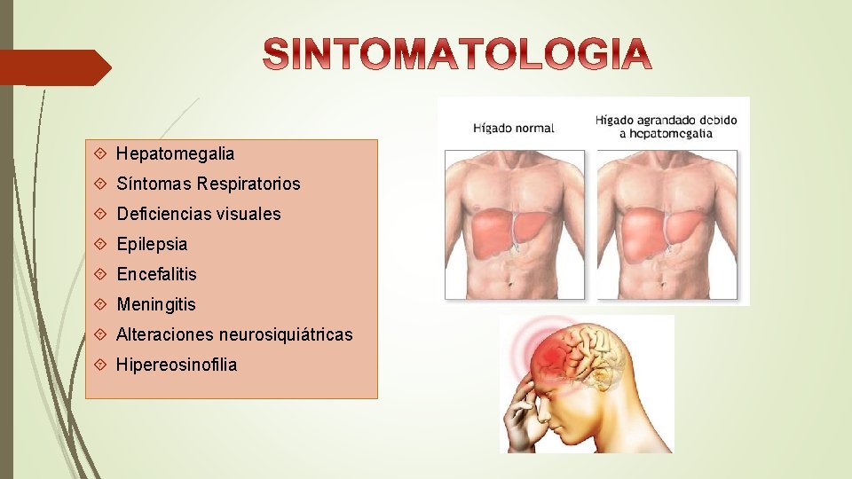  Hepatomegalia Síntomas Respiratorios Deficiencias visuales Epilepsia Encefalitis Meningitis Alteraciones neurosiquiátricas Hipereosinofilia 