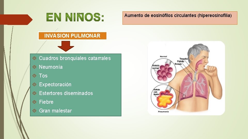 Aumento de eosinófilos circulantes (hipereosinofilia) INVASION PULMONAR Cuadros bronquiales catarrales Neumonía Tos Expectoración Estertores