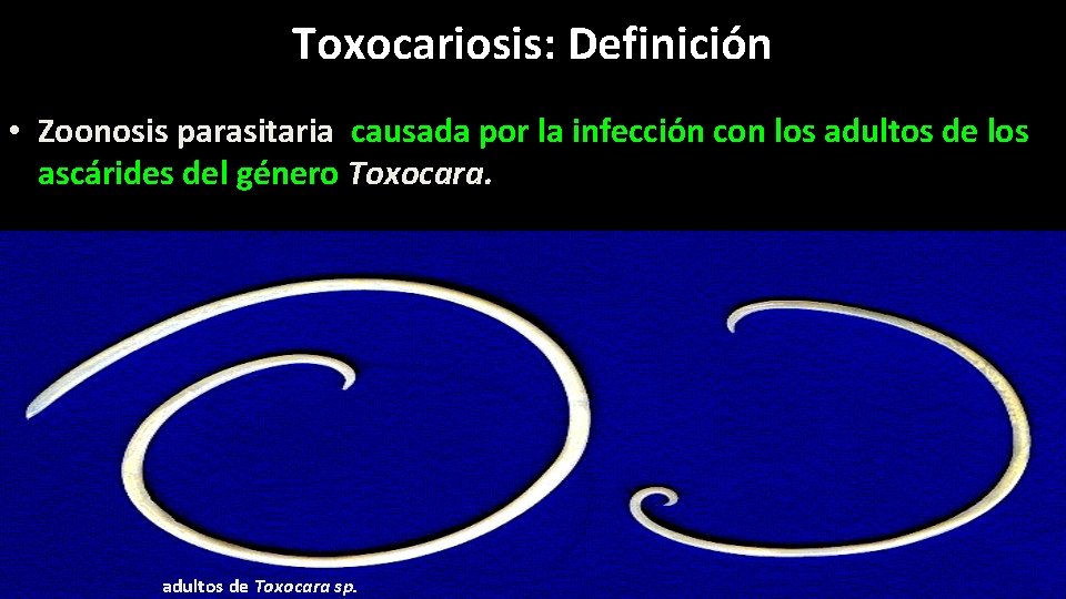Toxocariosis: Definición • Zoonosis parasitaria causada por la infección con los adultos de los