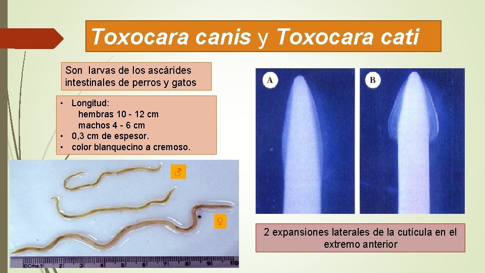 Toxocara canis y Toxocara cati Son larvas de los ascárides intestinales de perros y