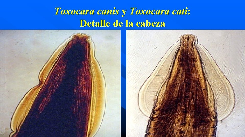 Toxocara canis y Toxocara cati: Detalle de la cabeza 