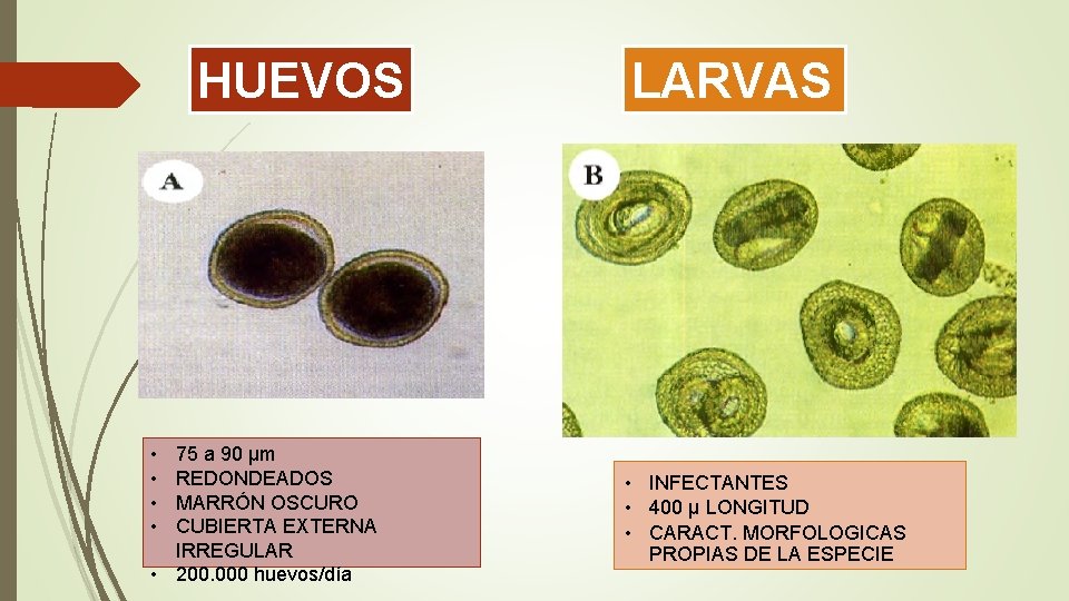 HUEVOS • • 75 a 90 µm REDONDEADOS MARRÓN OSCURO CUBIERTA EXTERNA IRREGULAR •